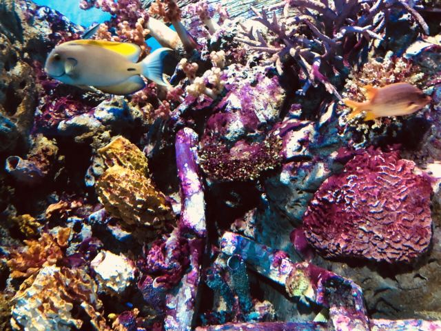 中法关于就生物多样性与海洋加强合作的联合声明：昆明－蒙特利尔到尼斯