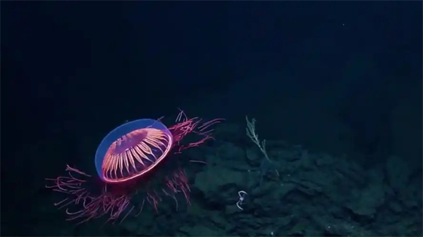 Kaiyun：走进海底：2024年海洋生物奥秘探秘pptx