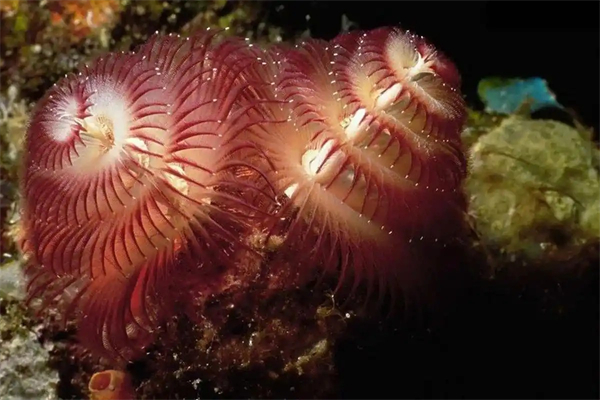 Kaiyun：海洋生物医药增速TOP7企业