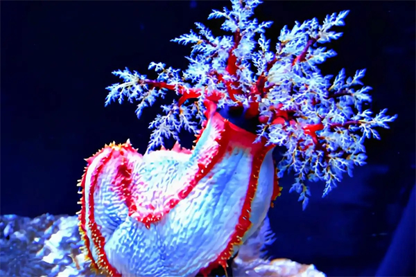 诚意药业：海洋生物医药的领跑者 营收增长
